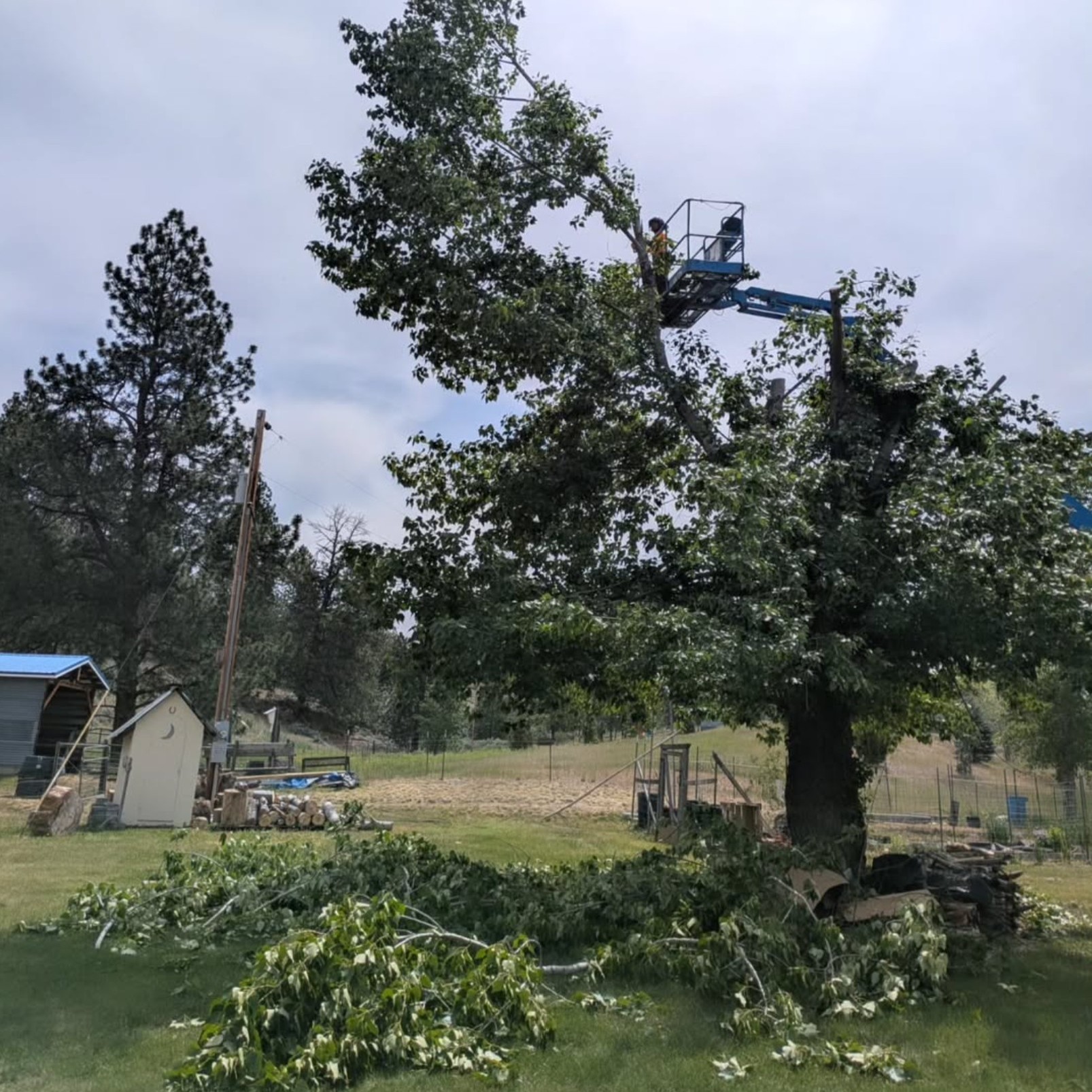 Cheri trimming